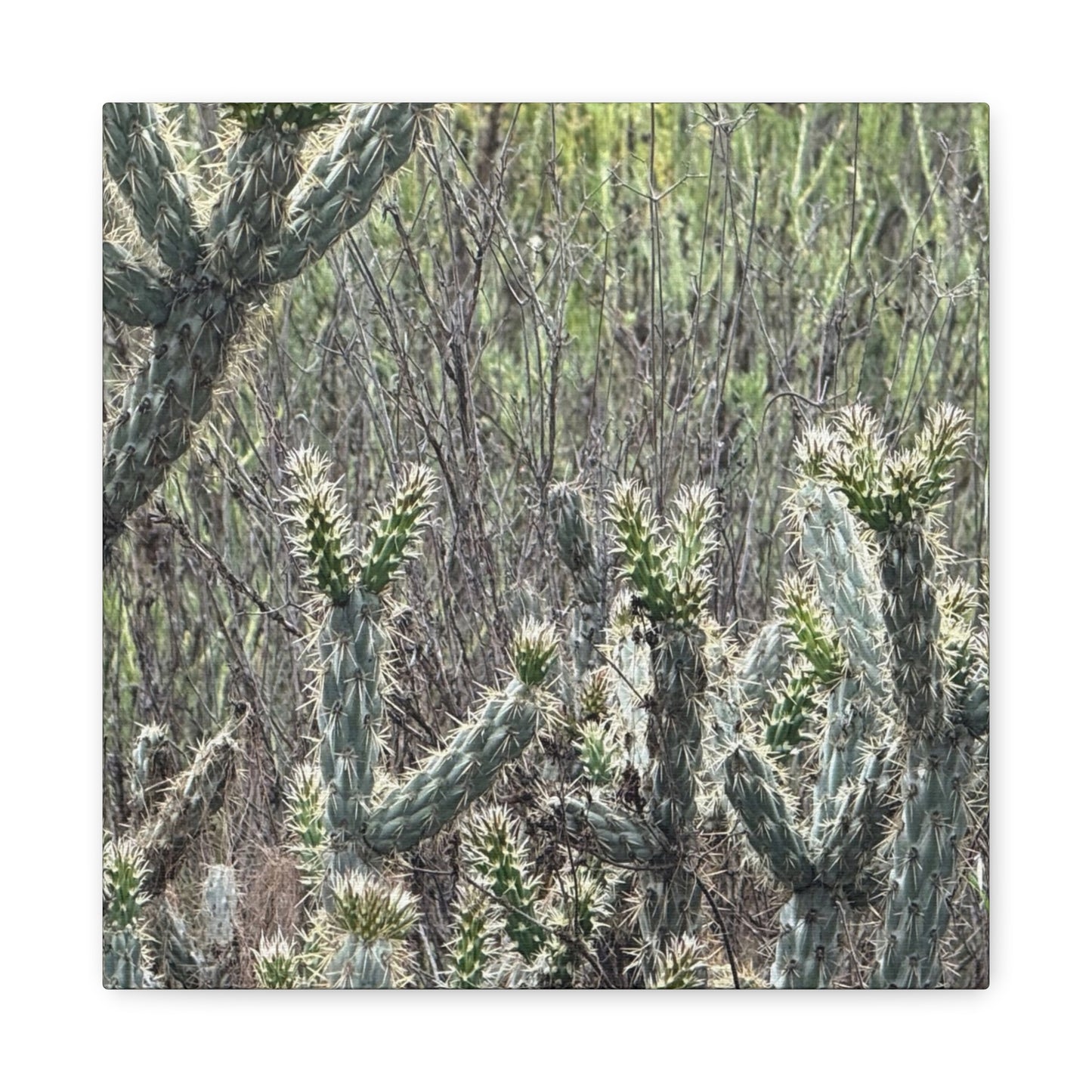 Spiny Sentinels - Unique Frameless Canvas Wall Art - Art By Earth