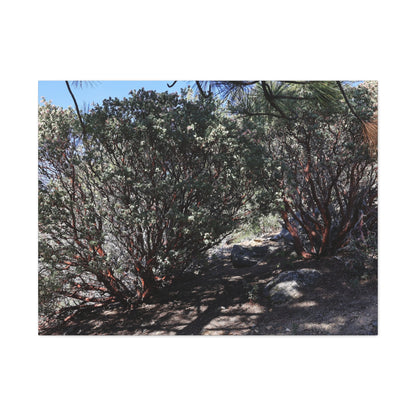 Desert Blooms - Unique Frameless Canvas Wall Art