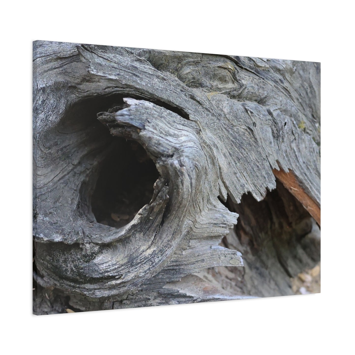 Twisted Whispers of the Forest Floor - Unique Frameless Canvas Wall Art - Art By Earth