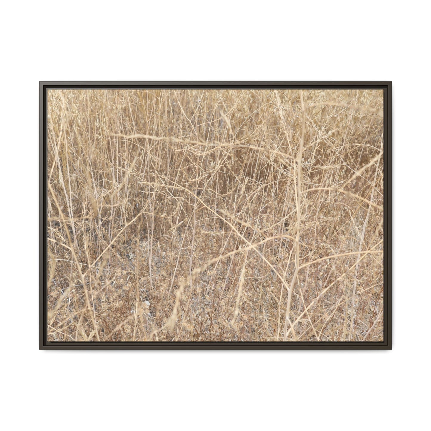 Golden Stalks - Unique Stretched Canvas Wall Art - Art By Earth