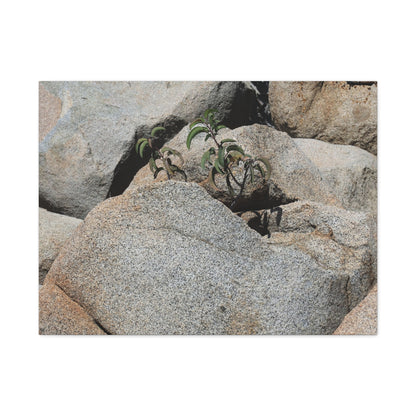 Desert Plant Survives - Unique Frameless Canvas Wall Art