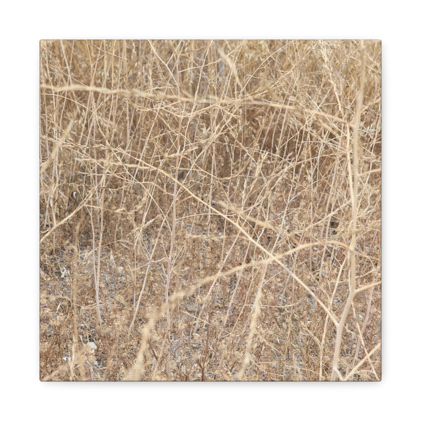 Dry Echoes - Unique Frameless Canvas Wall Art - Art By Earth