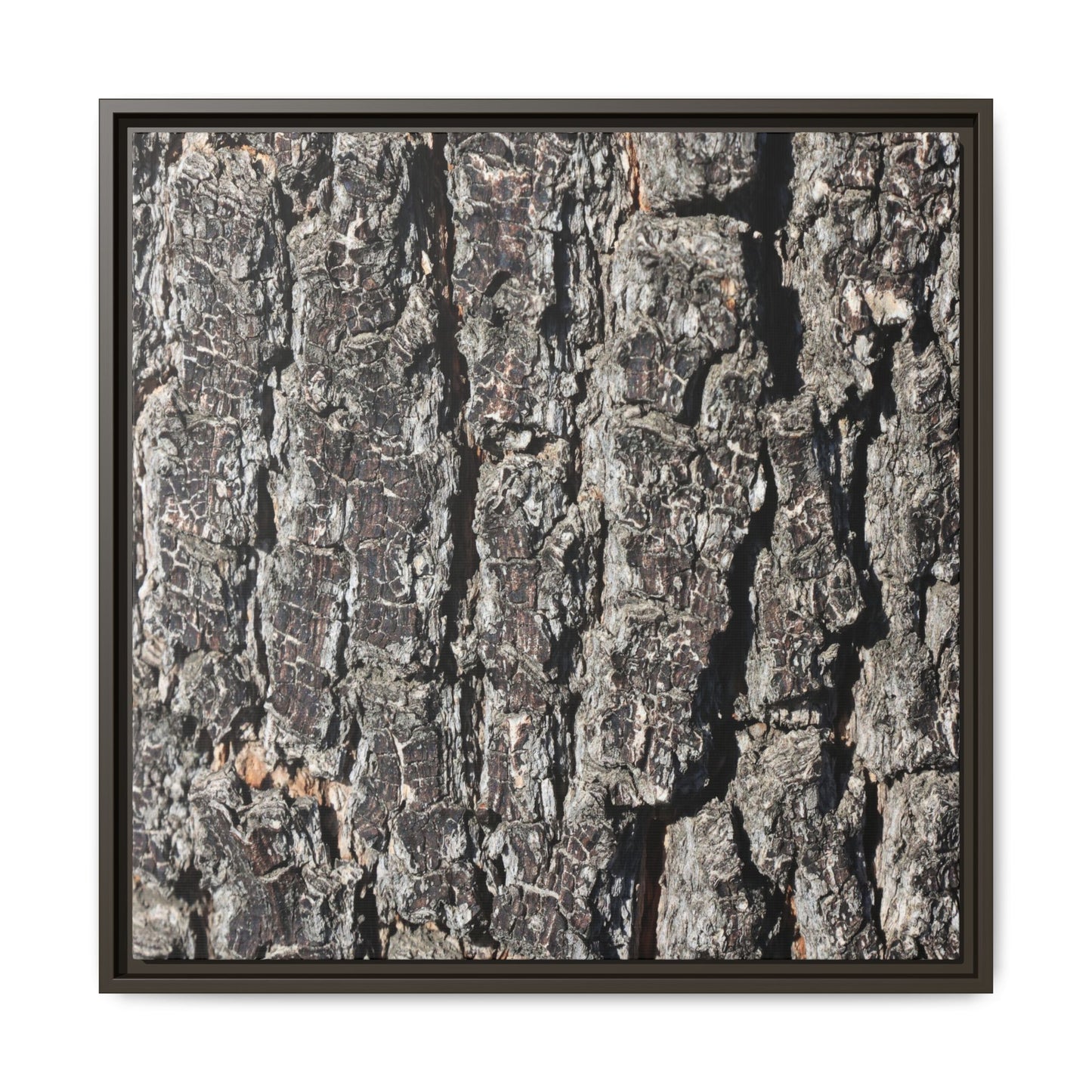 Bark Study in Gray - Unique Stretched Canvas Wall Art - Art By Earth