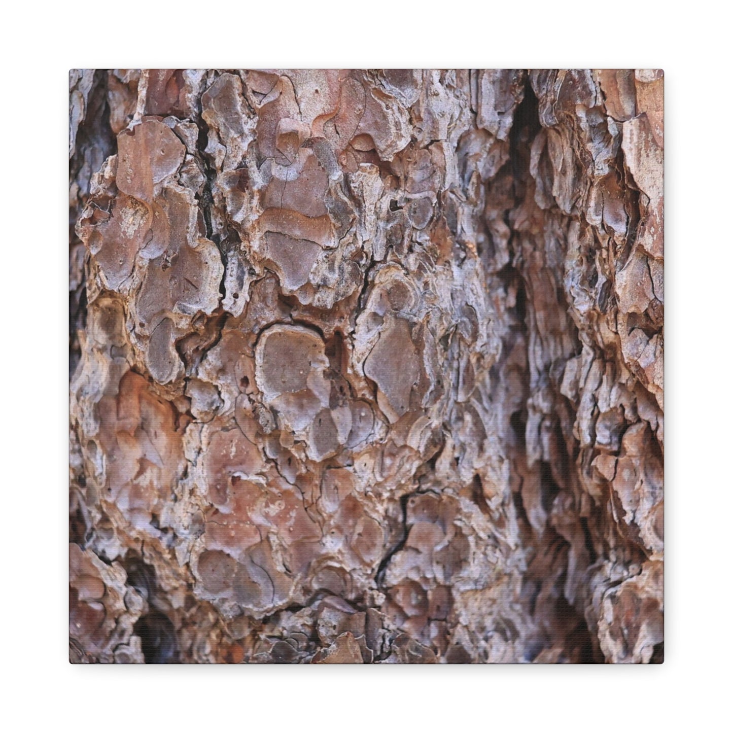 Rugged Bark Landscape - Unique Frameless Canvas Wall Art - Art By Earth