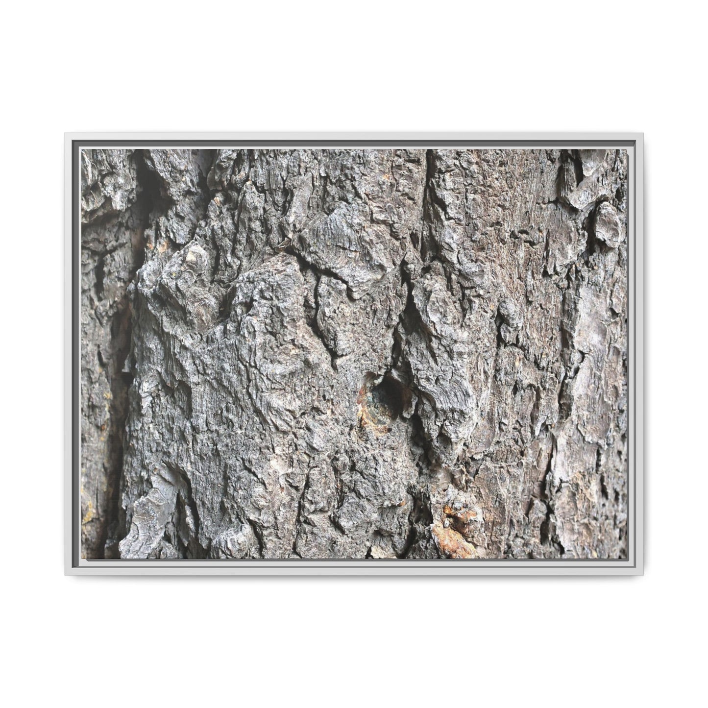 Crusty Exterior - Unique Stretched Canvas Wall Art - Art By Earth