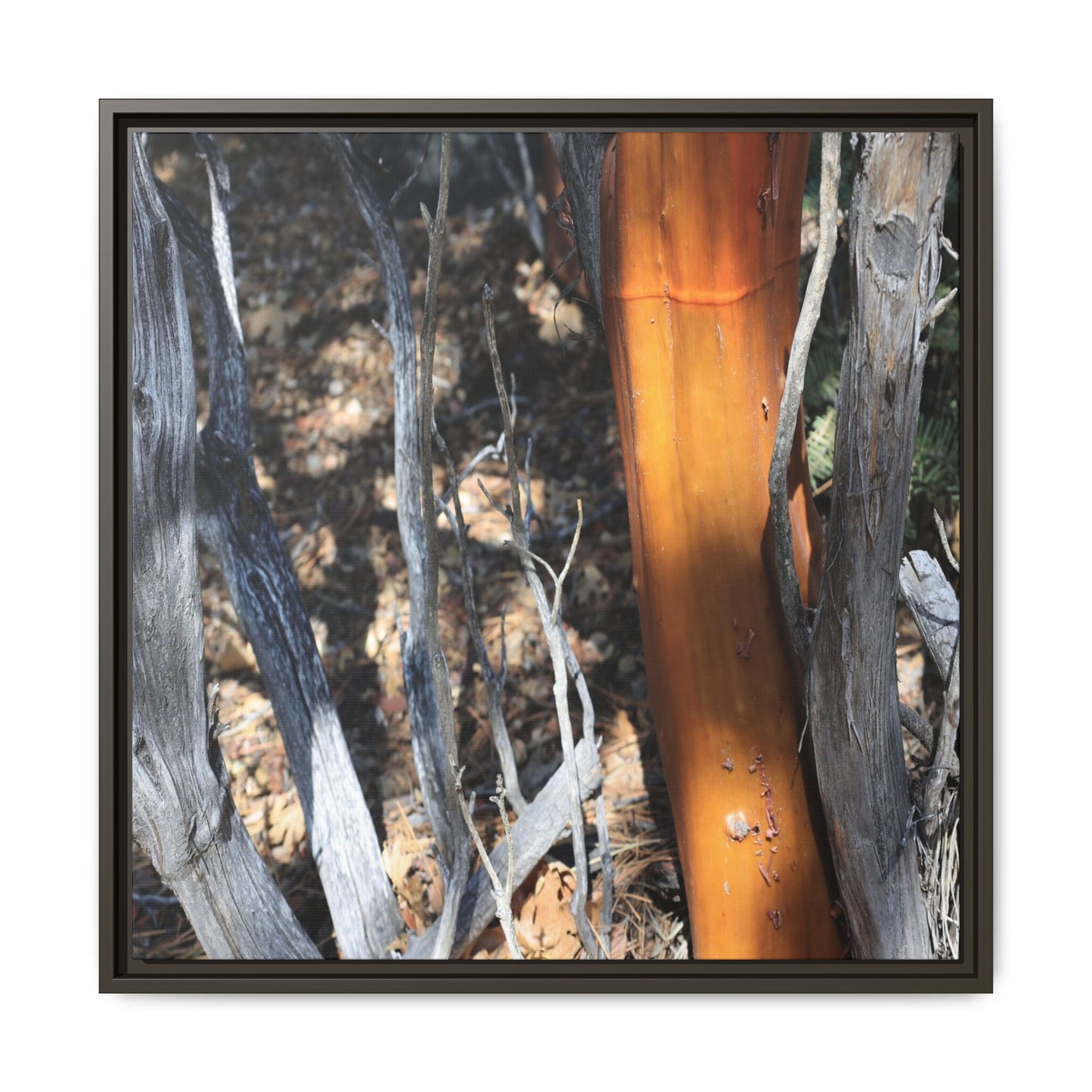 Burnt Trees and Golden Trunk - Unique Stretched Canvas Wall Art