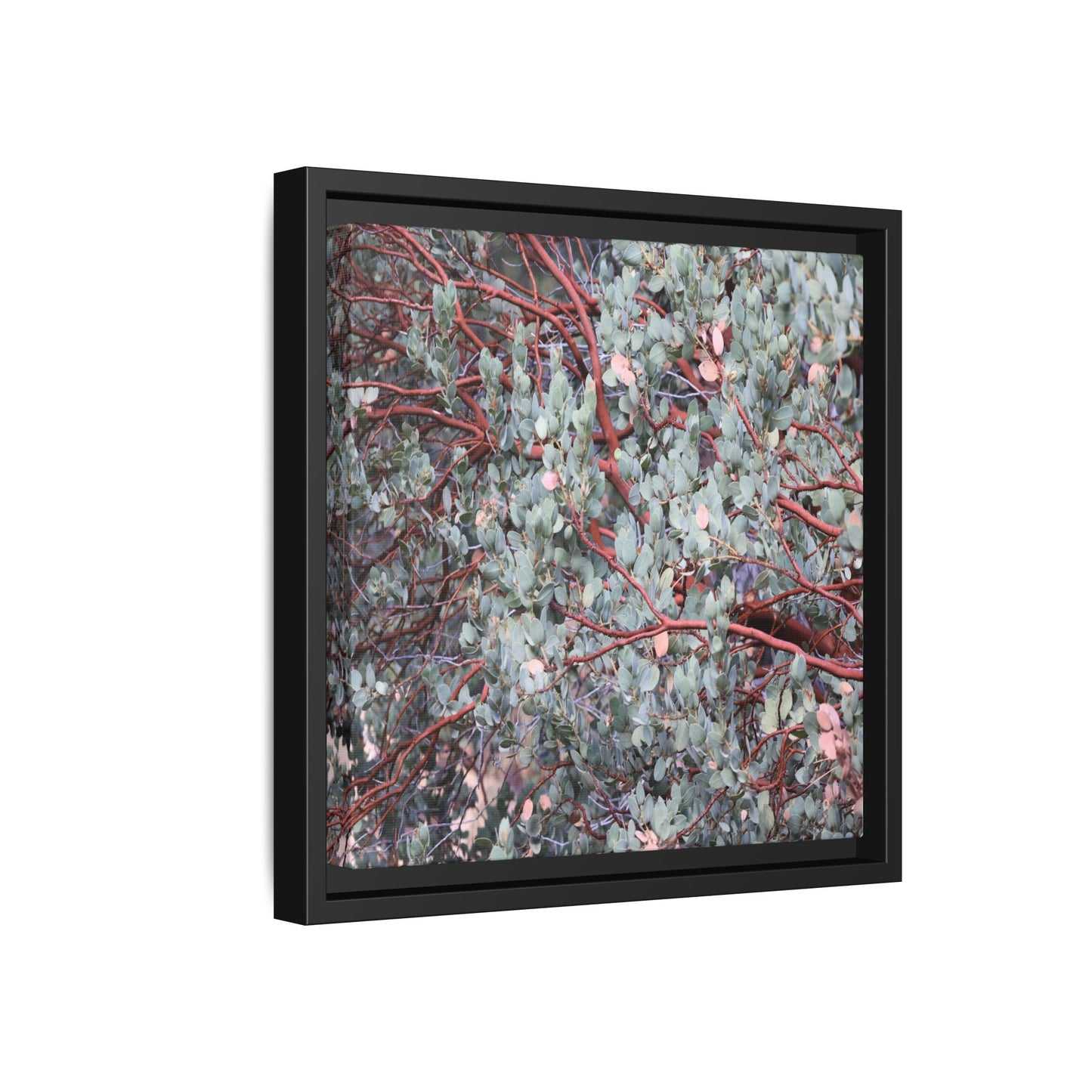 Whispers of Sage - Unique Stretched Canvas Wall Art - Art By Earth