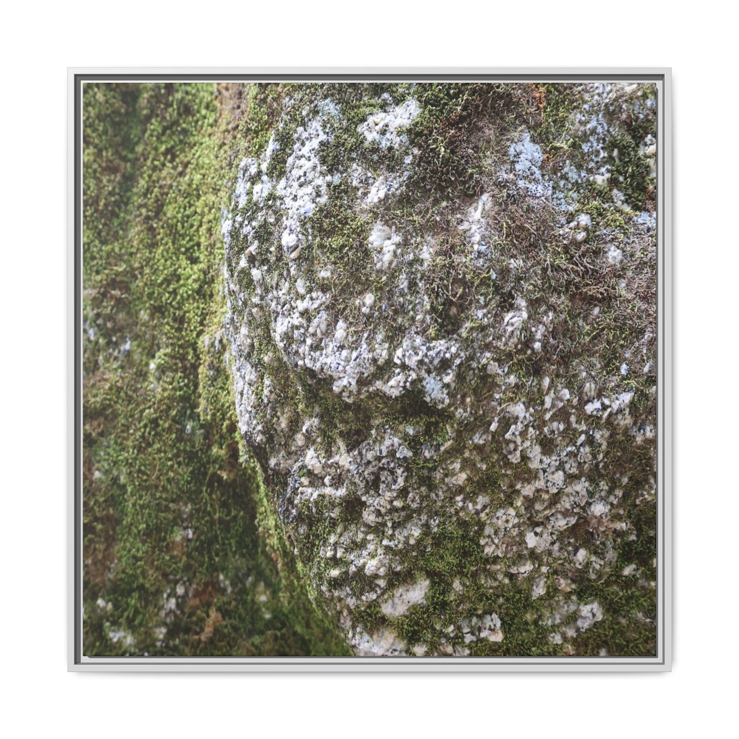 Lichen Landscape - Unique Stretched Canvas Wall Art - Art By Earth