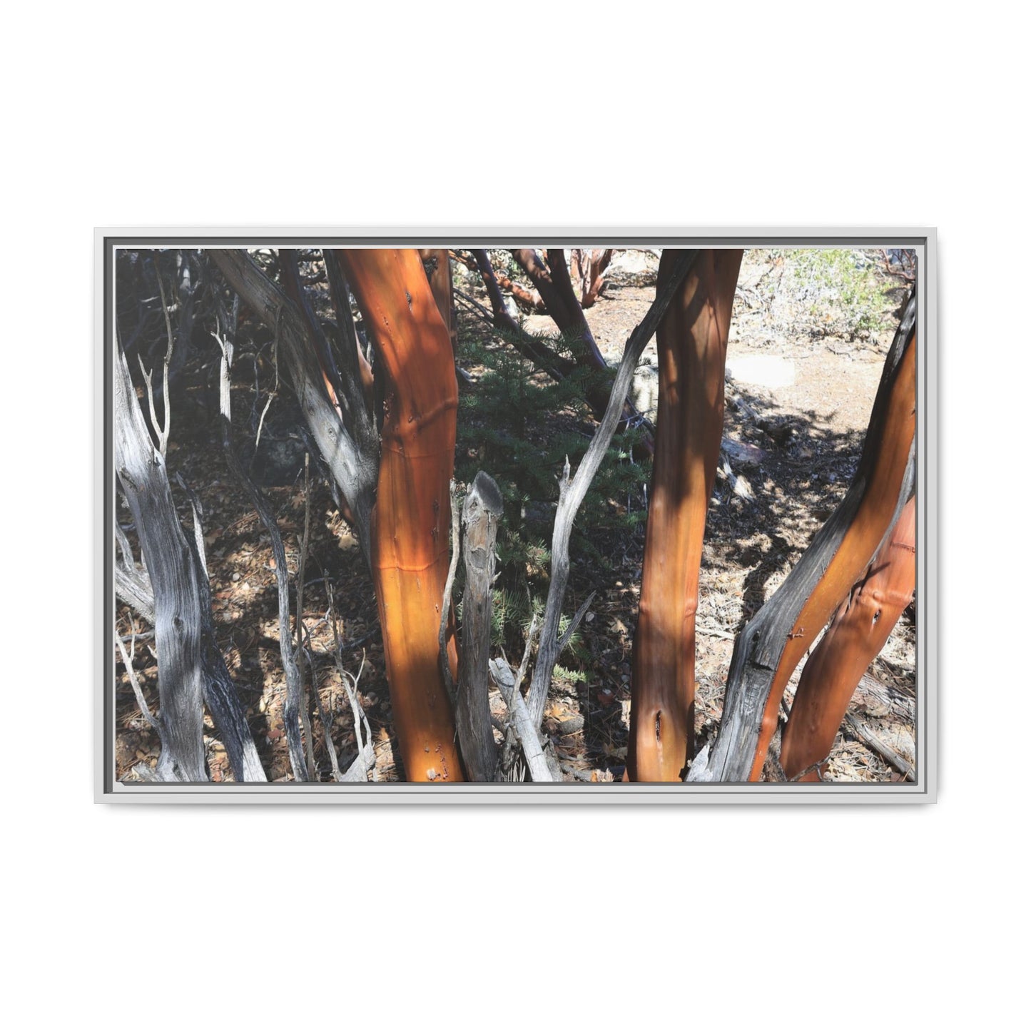 Eucalyptus Grove - Unique Stretched Canvas Wall Art