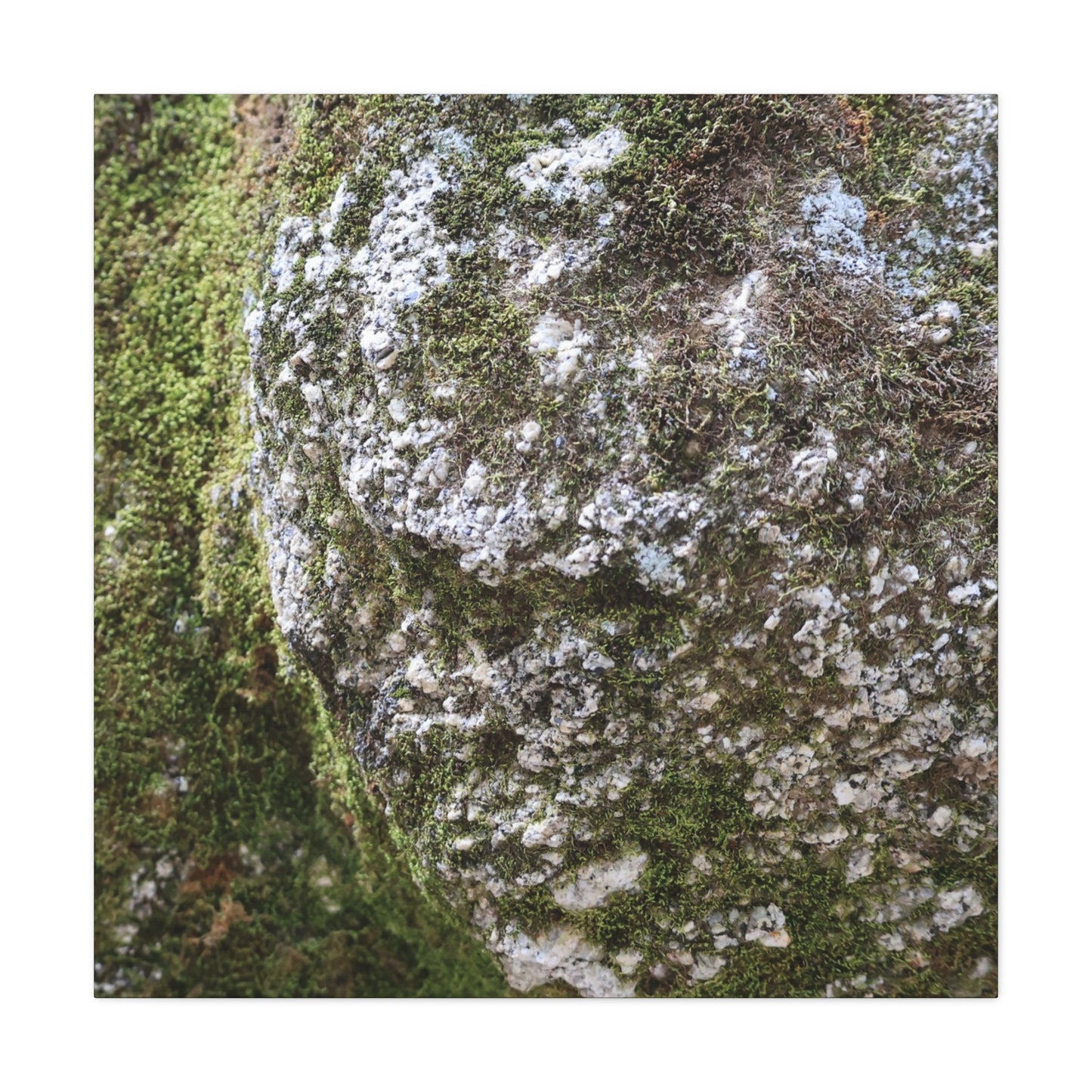 Moss and Stone Whispers - Unique Frameless Canvas Wall Art - Art By Earth