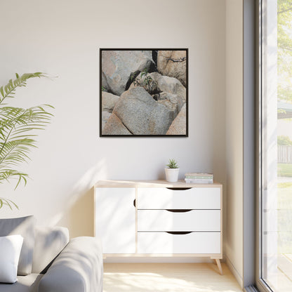 Desert Plant Thriving Among Rocks - Unique Stretched Canvas Wall Art