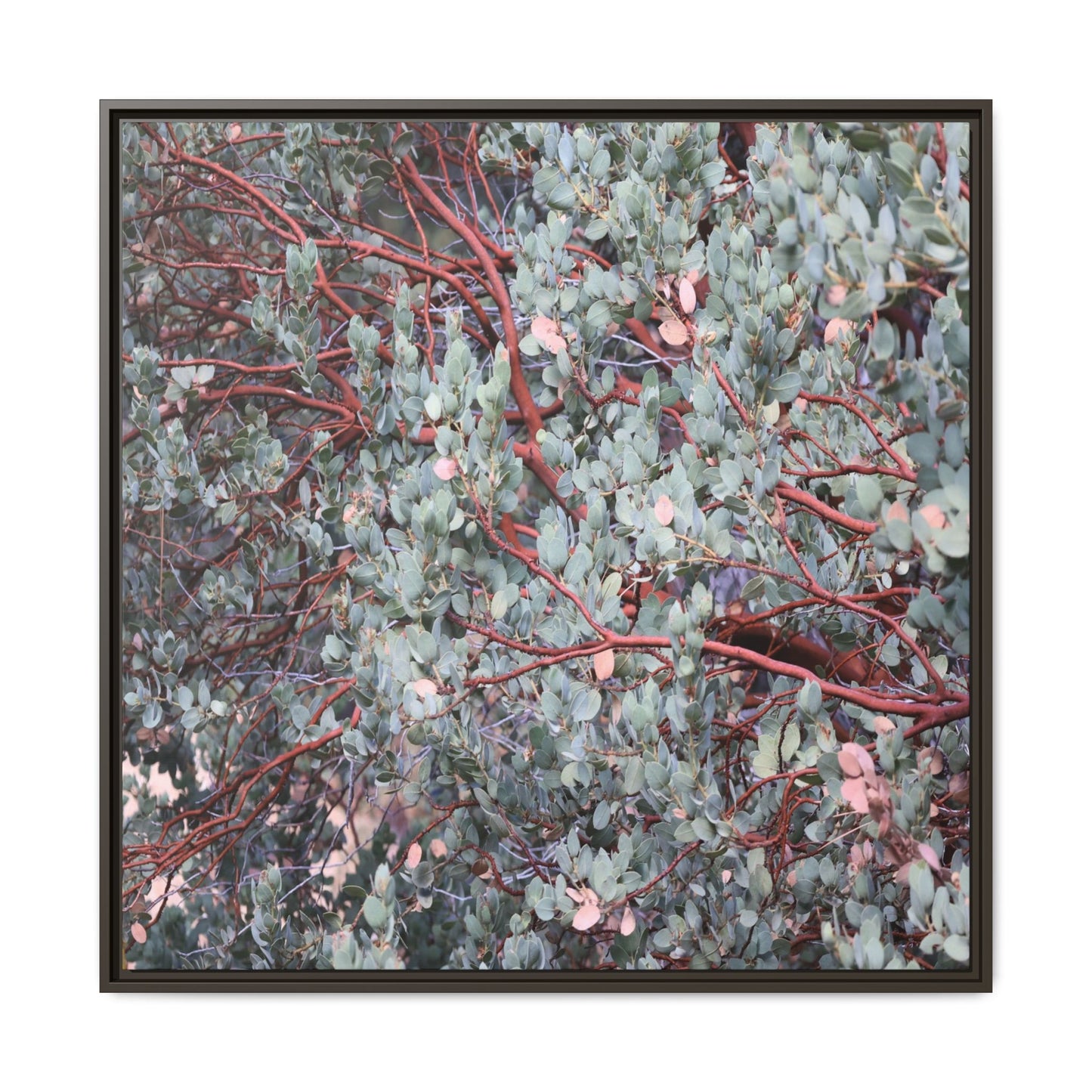 Whispers of Sage - Unique Stretched Canvas Wall Art - Art By Earth