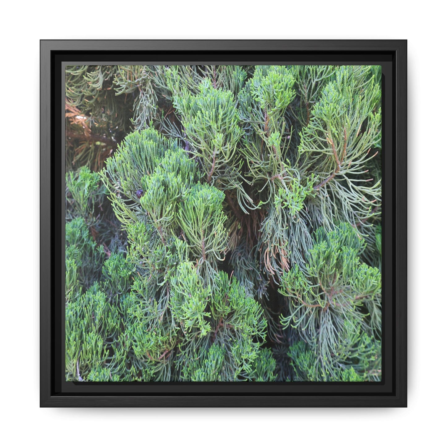 Verdant Whispers - Unique Stretched Canvas Wall Art - Art By Earth