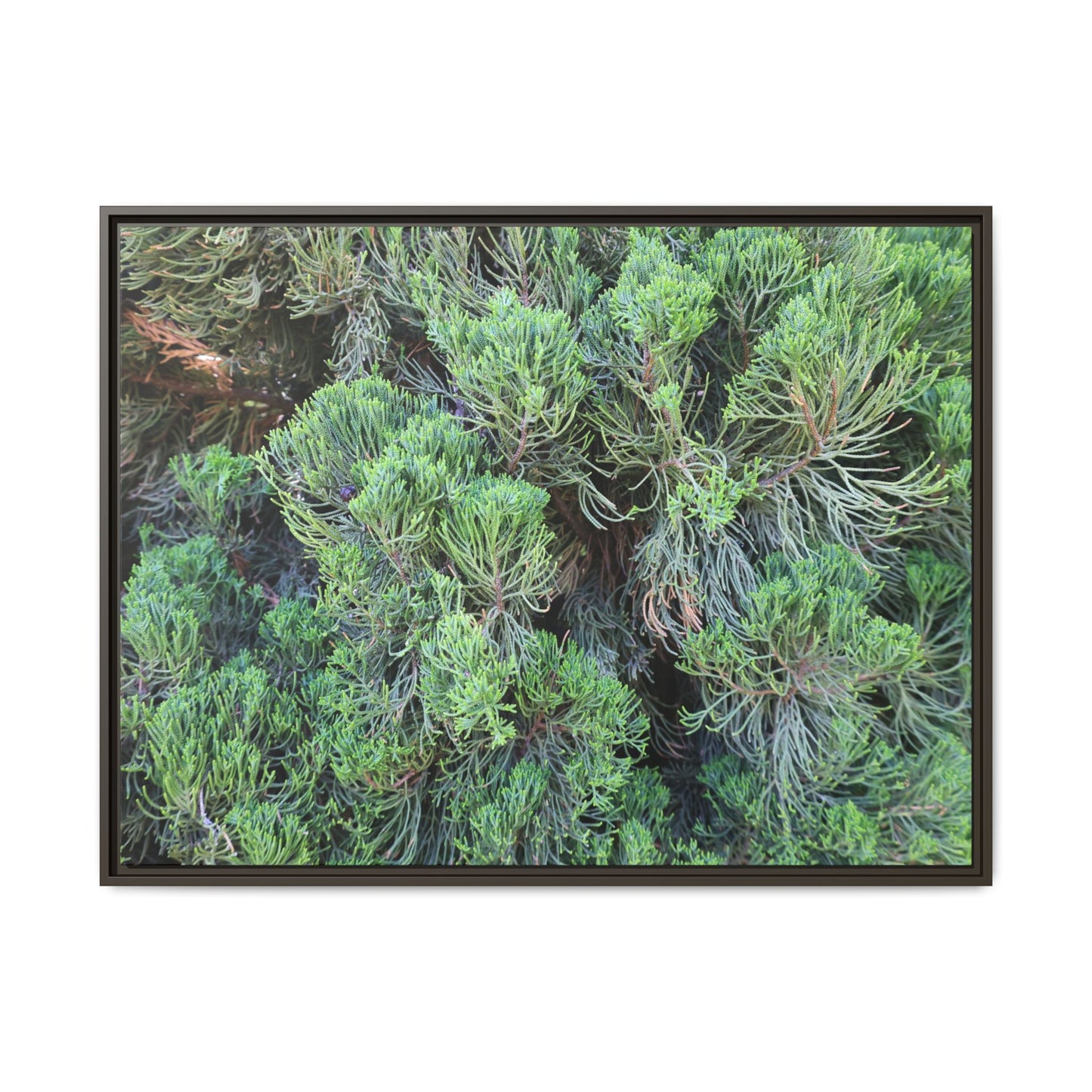 Verdant Whispers - Unique Stretched Canvas Wall Art - Art By Earth