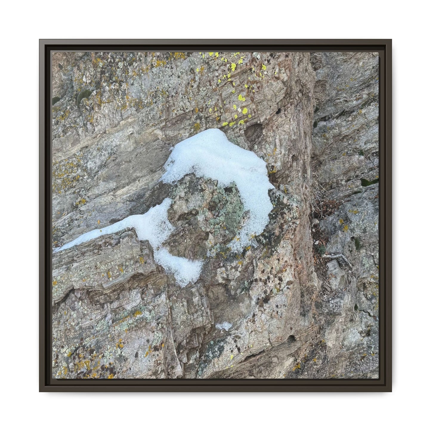 Lichen's Embrace - Unique Stretched Canvas Wall Art