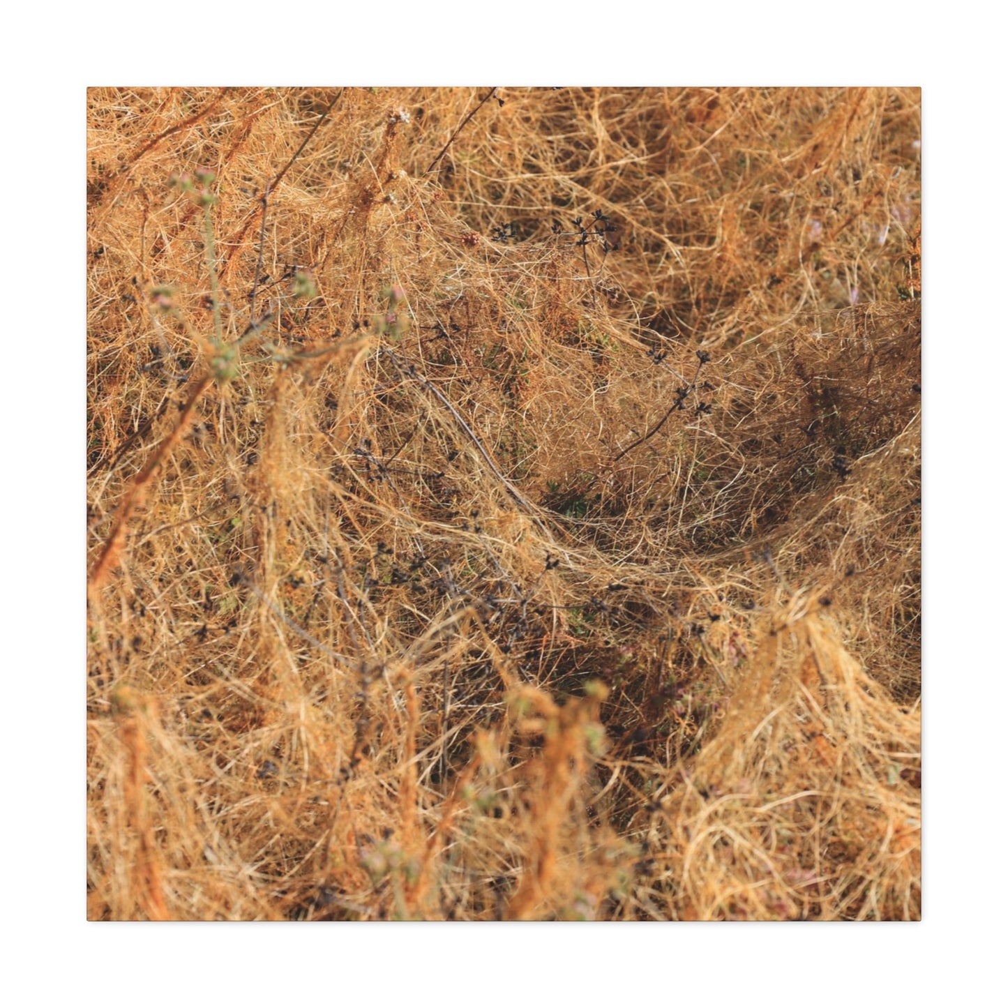 Dried Grasses - Unique Frameless Canvas Wall Art - Art By Earth