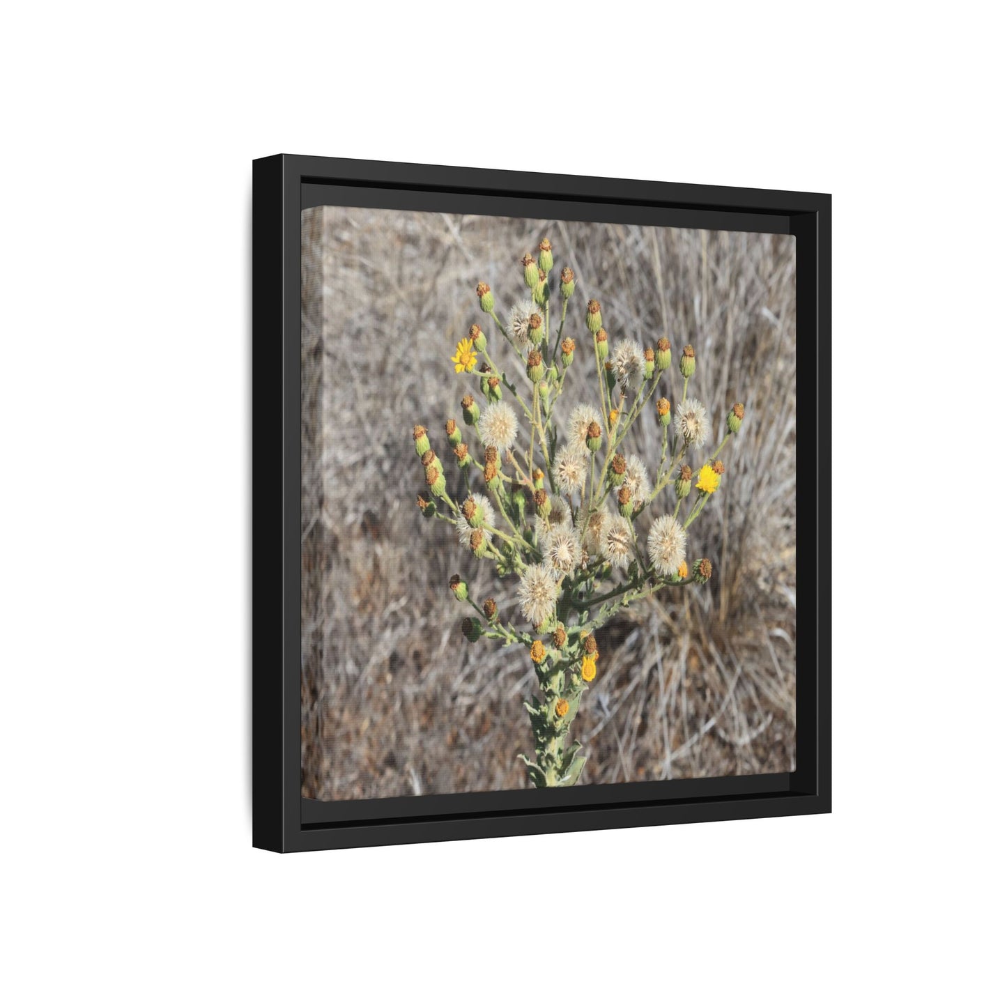 Whispers of the Dry Grass - Unique Stretched Canvas Wall Art - Art By Earth