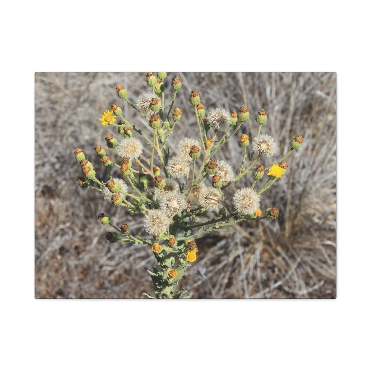 Whispers of the Dry Meadow - Unique Stretched Canvas Wall Art - Art By Earth