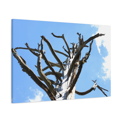Skeletal Branches Reaching - Unique Frameless Canvas Wall Art - Art By Earth