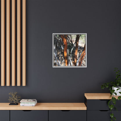 Eucalyptus Grove - Unique Stretched Canvas Wall Art