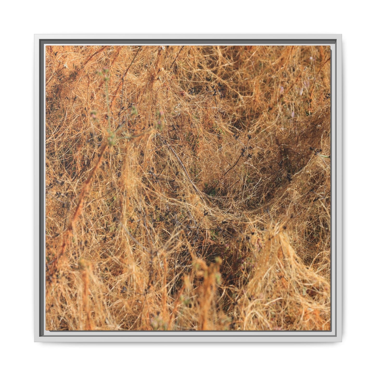 Dried Vegetation Study - Unique Stretched Canvas Wall Art - Art By Earth