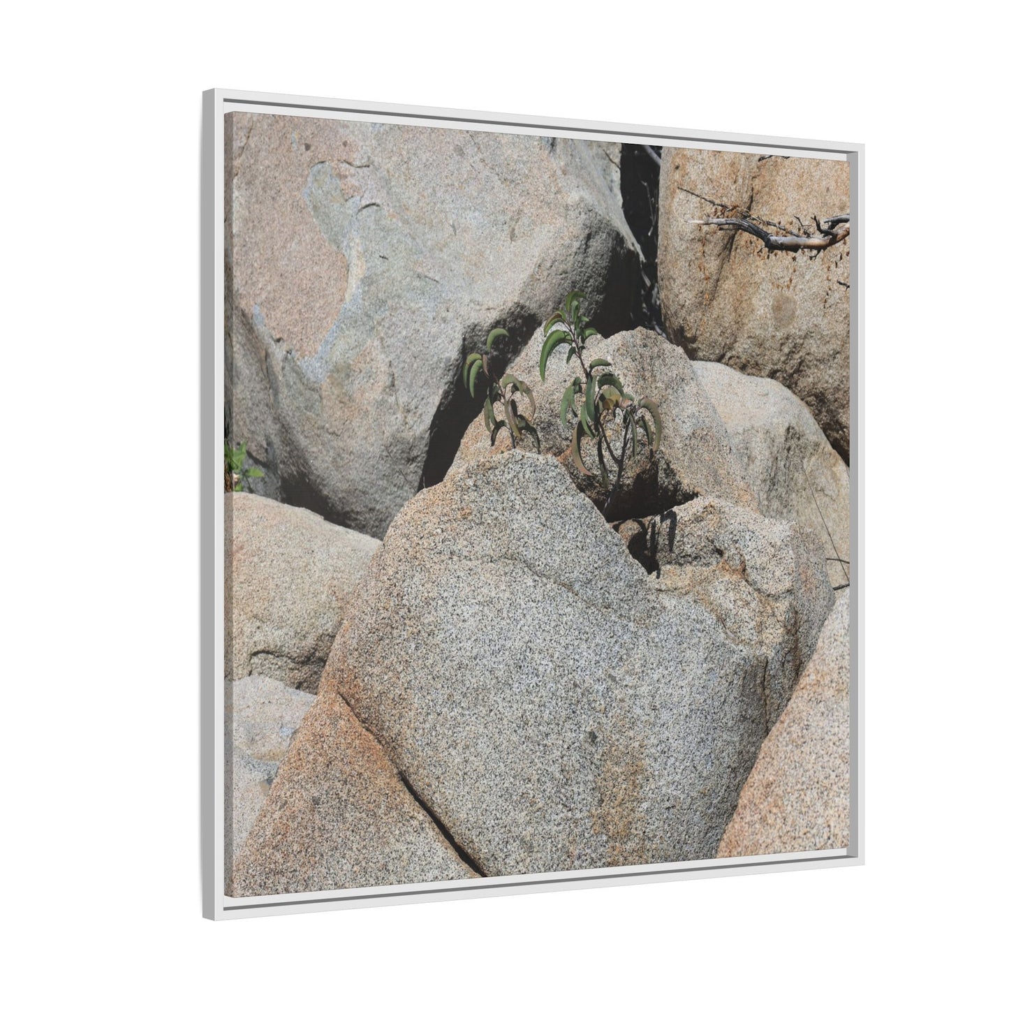 Desert Plant Thriving Among Rocks - Unique Stretched Canvas Wall Art