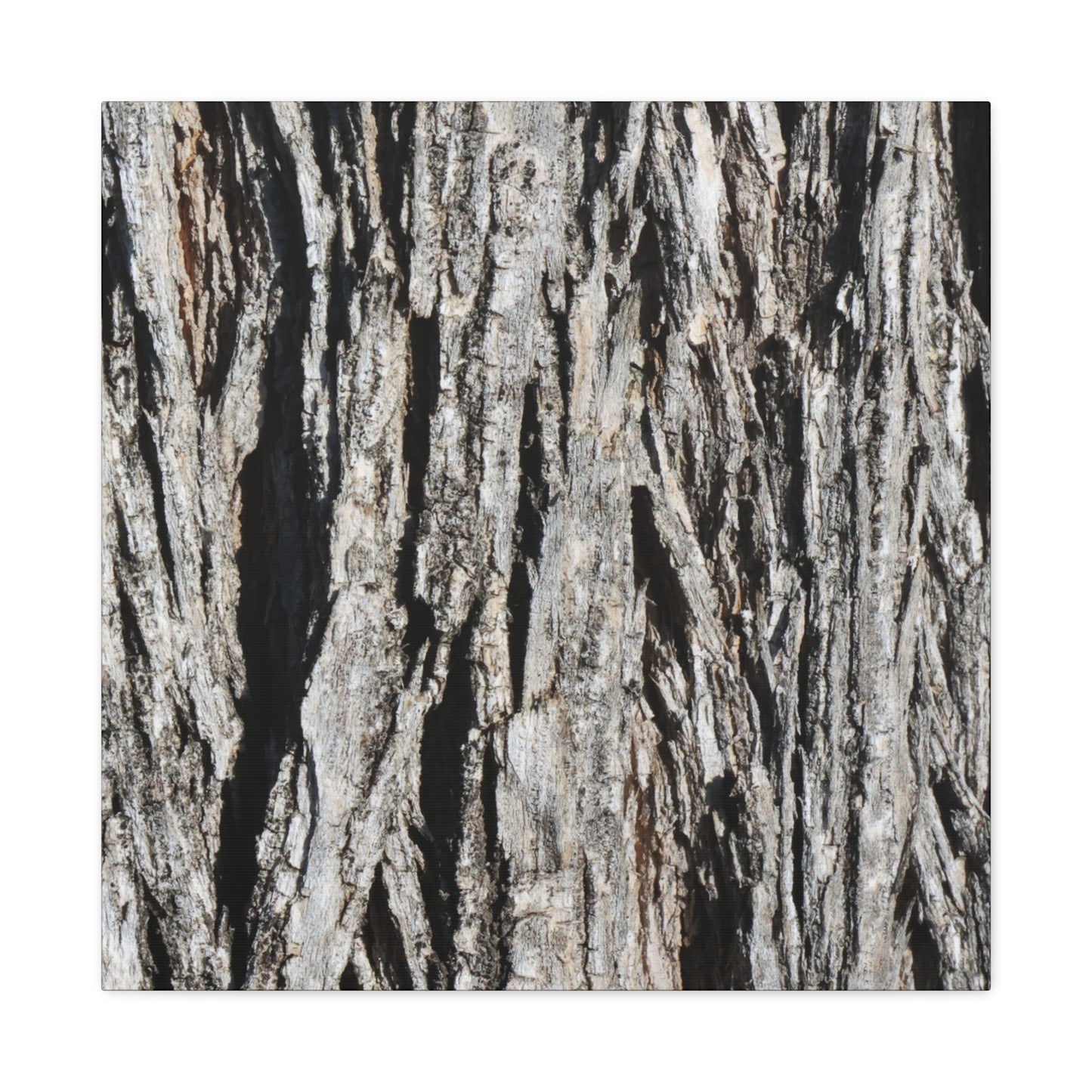 Bark Layers in Monochrome - Unique Frameless Canvas Wall Art - Art By Earth