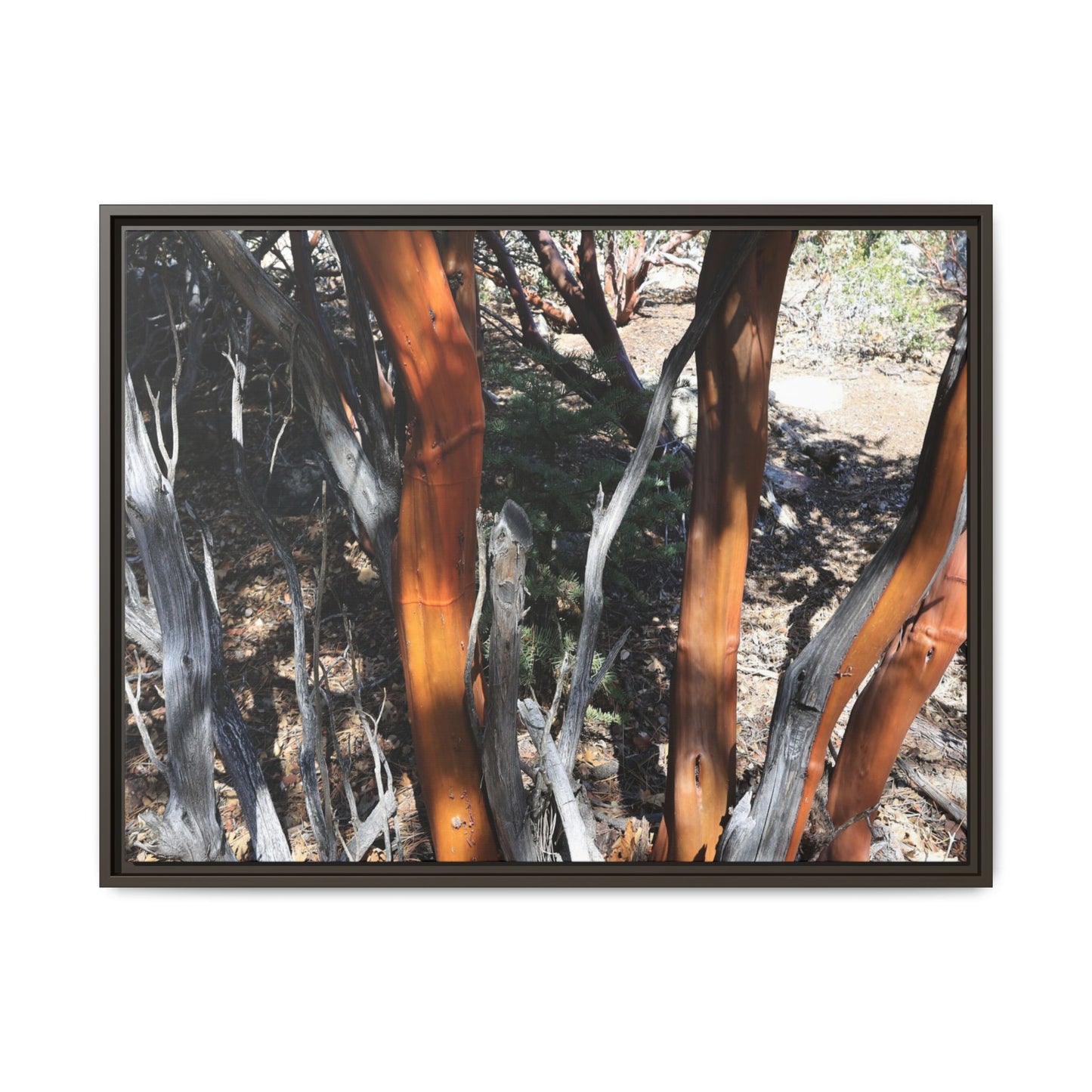 Eucalyptus Grove - Unique Stretched Canvas Wall Art