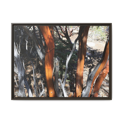 Eucalyptus Grove - Unique Stretched Canvas Wall Art