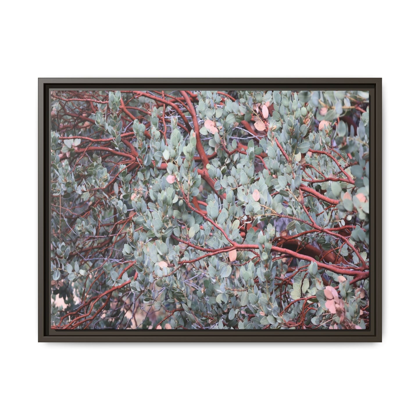 Whispers of Sage - Unique Stretched Canvas Wall Art - Art By Earth