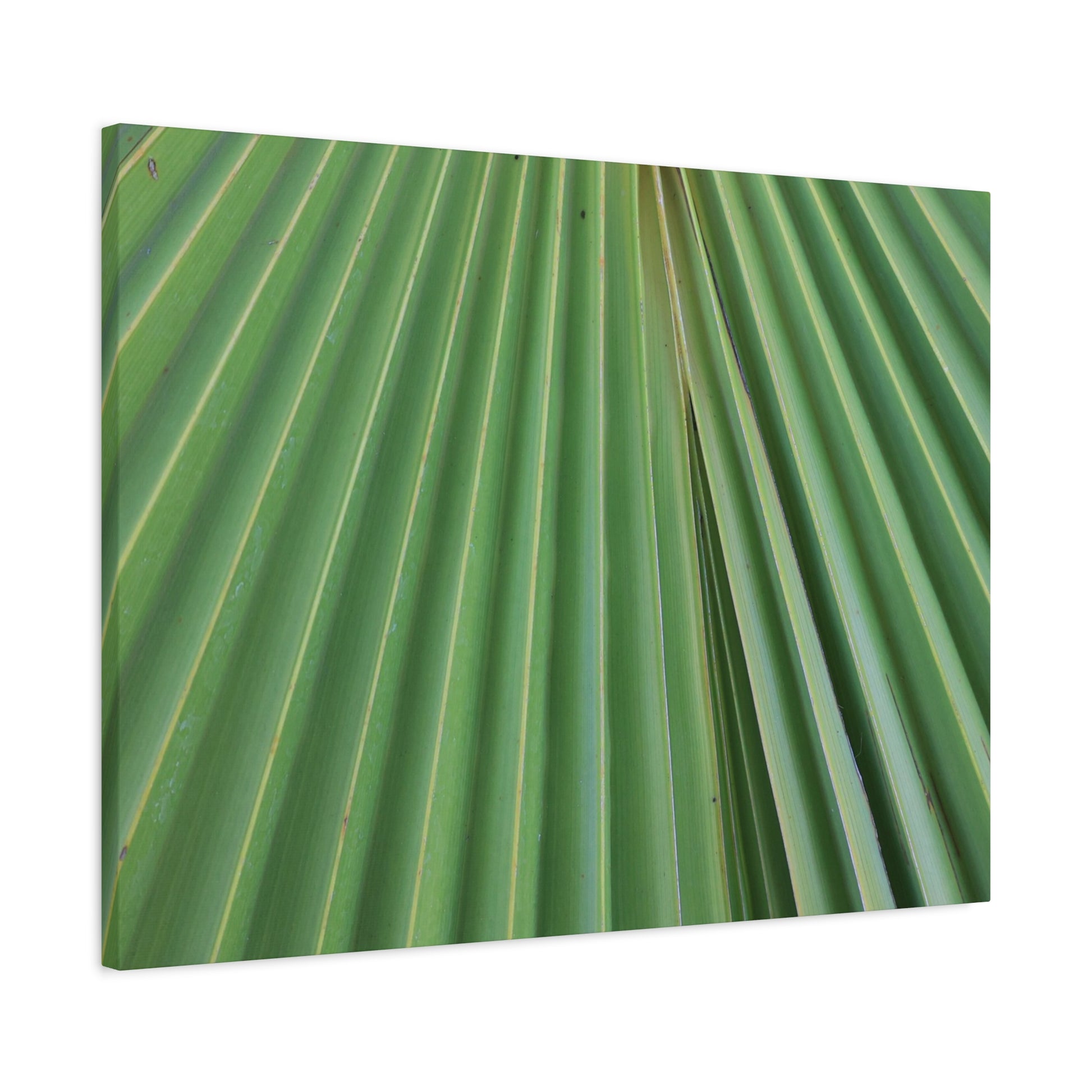 Fan of Green - Unique Frameless Canvas Wall Art - Art By Earth