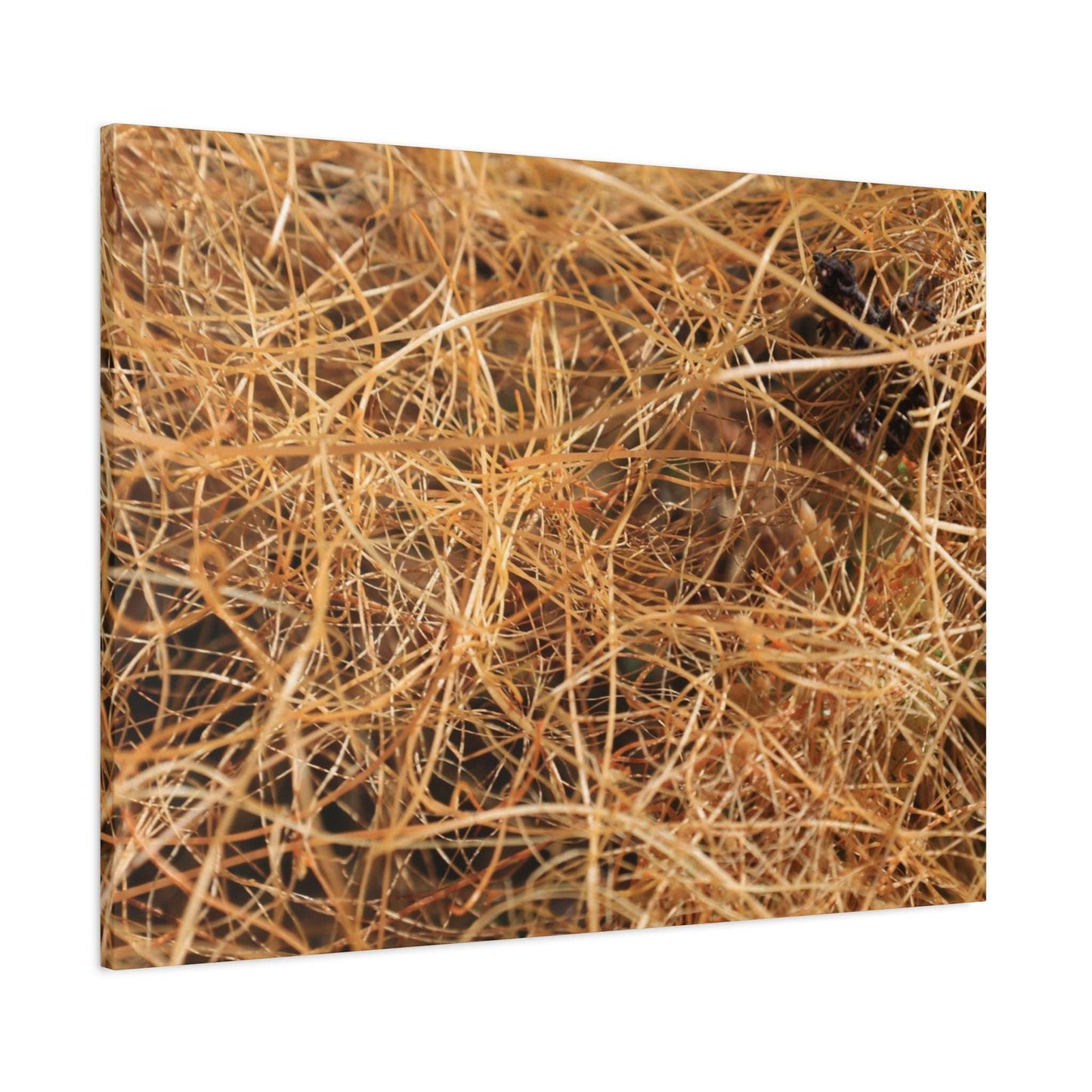 Dry Grass - Unique Frameless Canvas Wall Art - Art By Earth