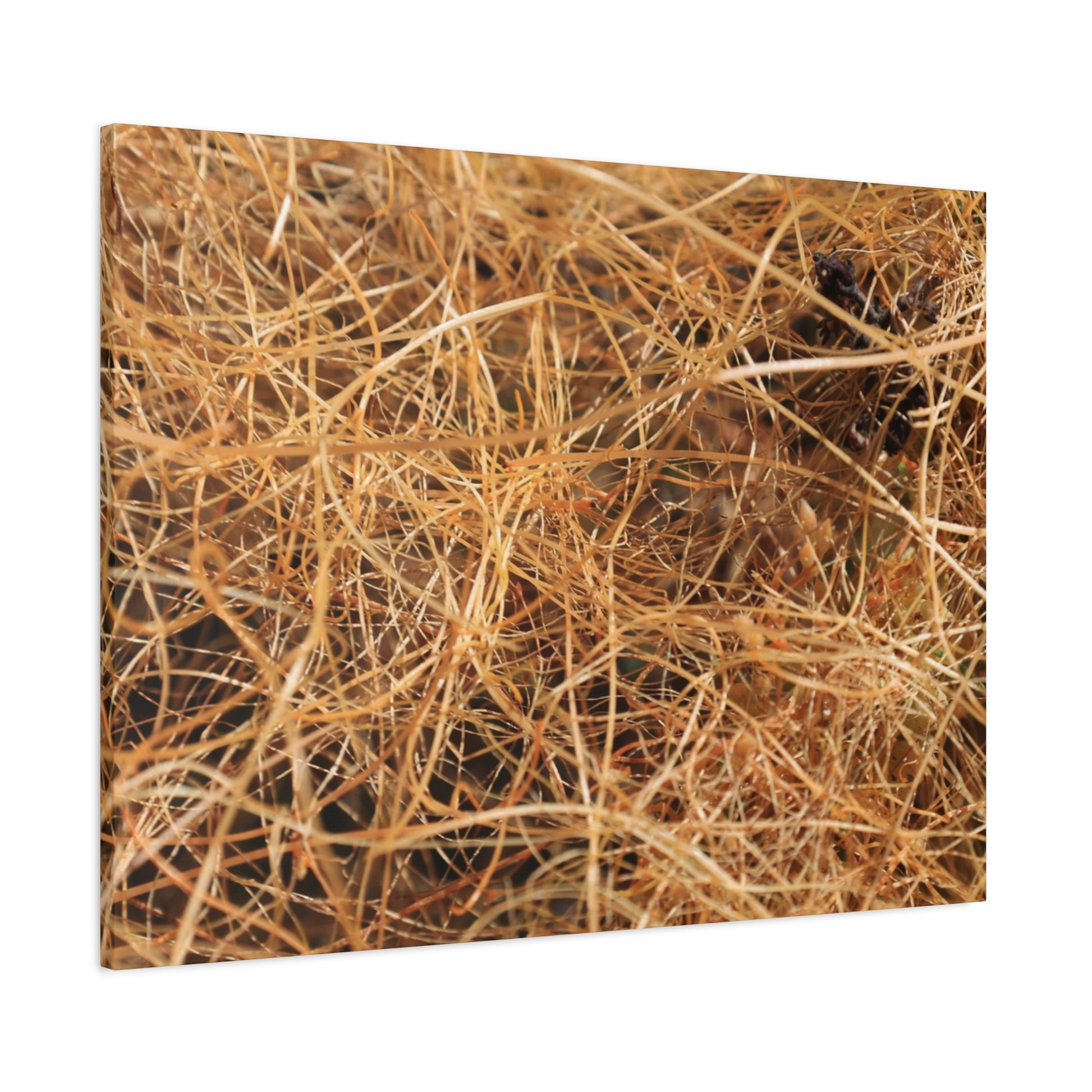 Dry Grass - Unique Frameless Canvas Wall Art - Art By Earth