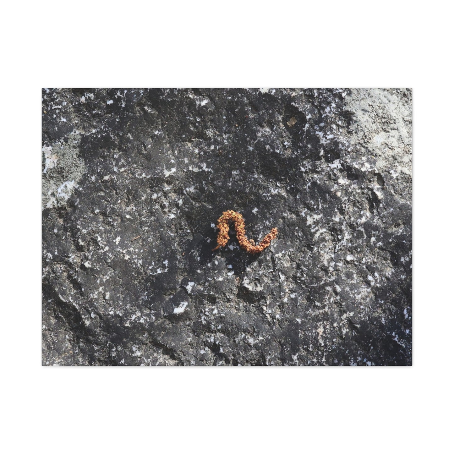 Earthen Serpent - Unique Frameless Canvas Wall Art - Art By Earth