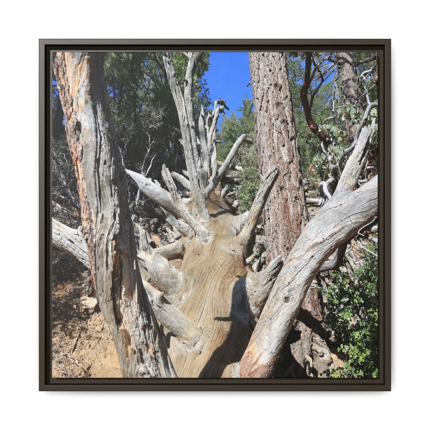 Forest Sentinels - Unique Stretched Canvas Wall Art