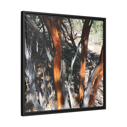 Eucalyptus Grove - Unique Stretched Canvas Wall Art