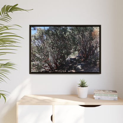 Desert Trail Through Blooming Manzanita - Unique Stretched Canvas Wall Art