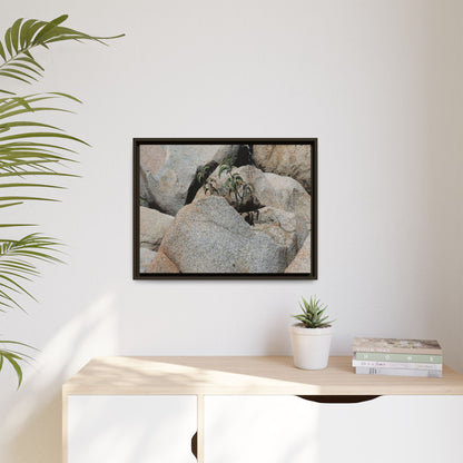Desert Plant Thriving Among Rocks - Unique Stretched Canvas Wall Art