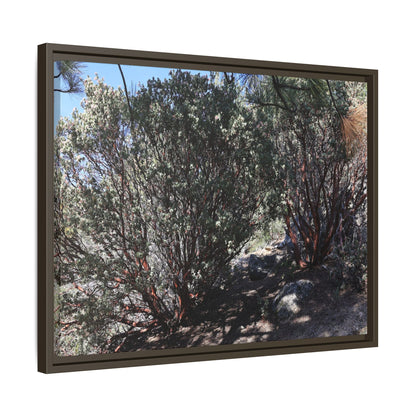Desert Trail Through Blooming Manzanita - Unique Stretched Canvas Wall Art