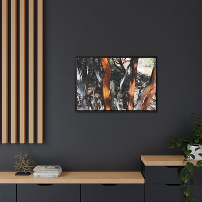 Eucalyptus Grove - Unique Stretched Canvas Wall Art