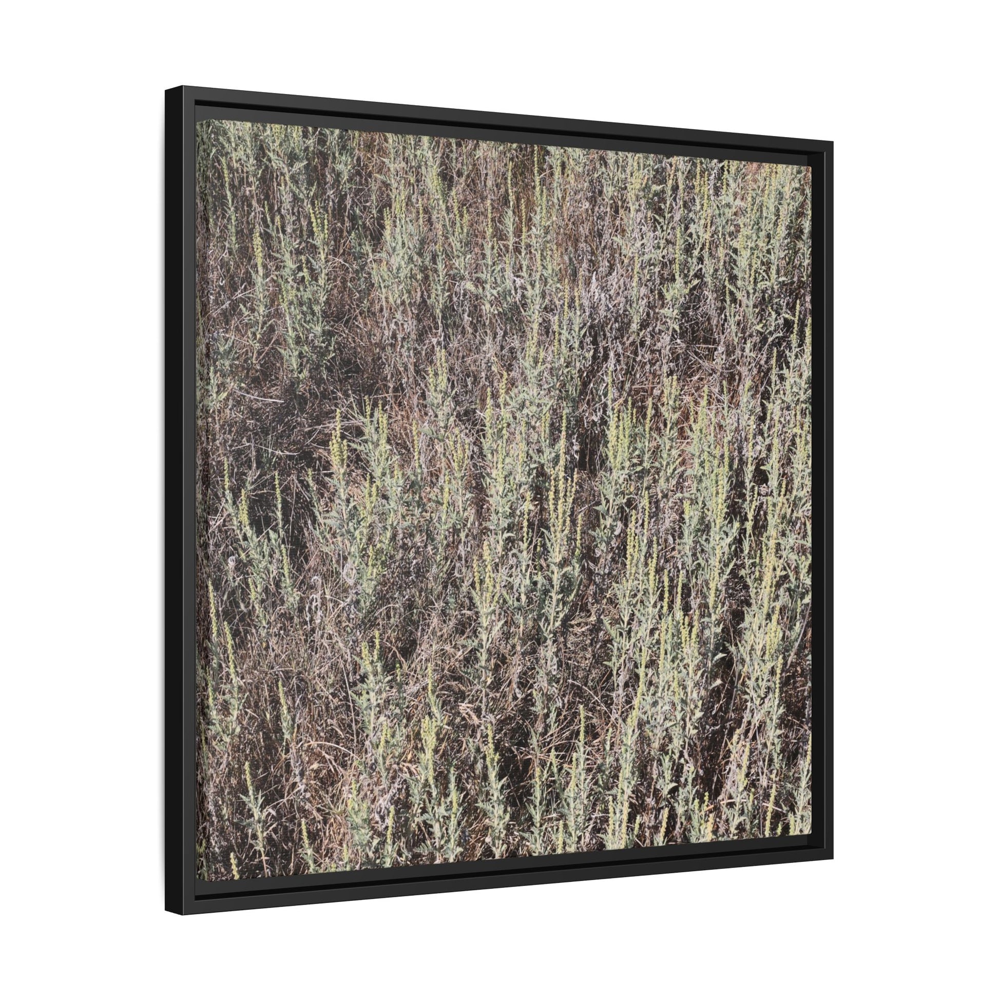 Sage Fields Forever - Unique Stretched Canvas Wall Art - Art By Earth
