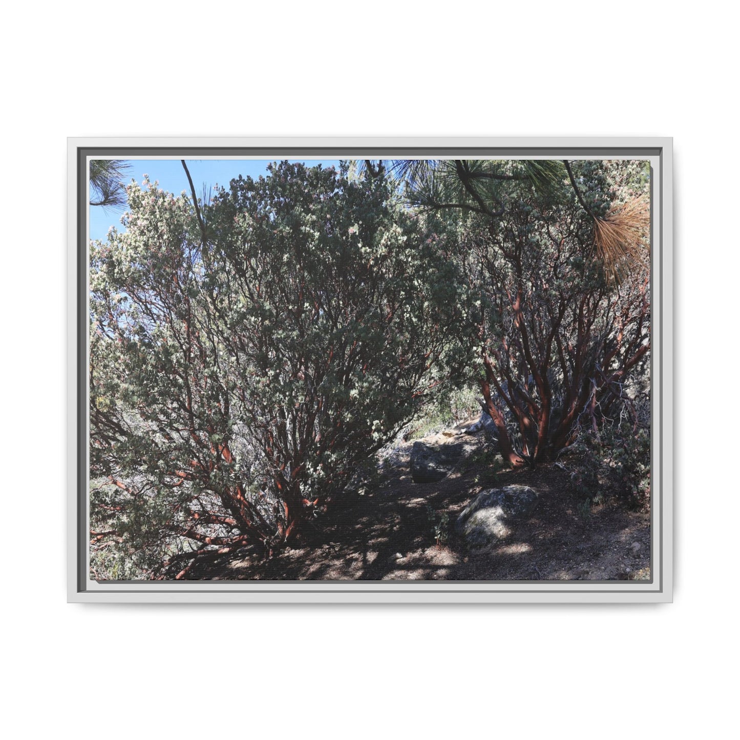 Desert Trail Through Blooming Manzanita - Unique Stretched Canvas Wall Art