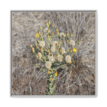 Whispers of the Dry Grass - Unique Stretched Canvas Wall Art - Art By Earth