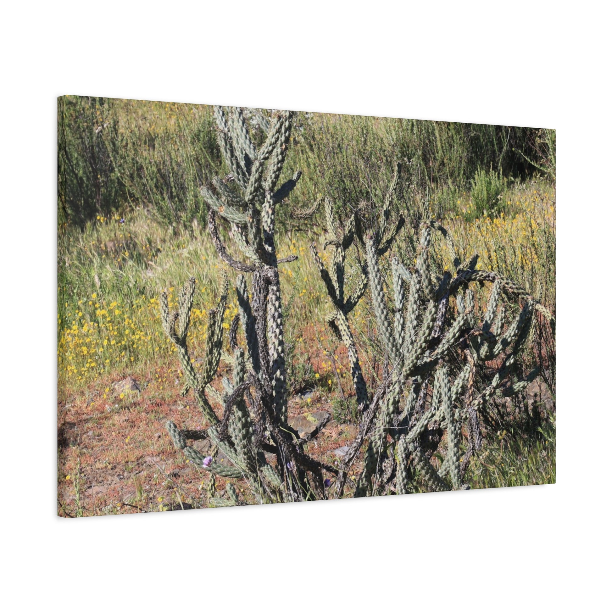 Desert Bloom in Shadow - Unique Frameless Canvas Wall Art - Art By Earth