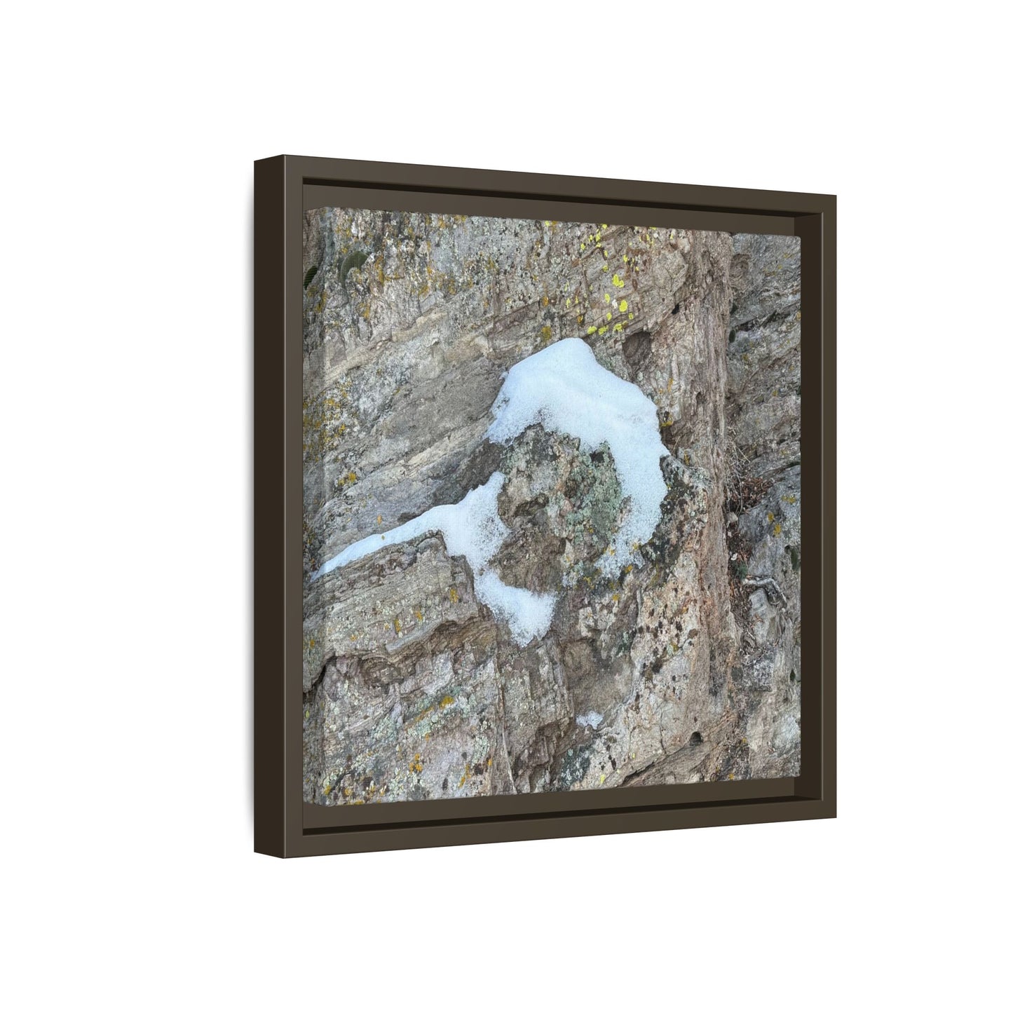 Lichen's Embrace - Unique Stretched Canvas Wall Art