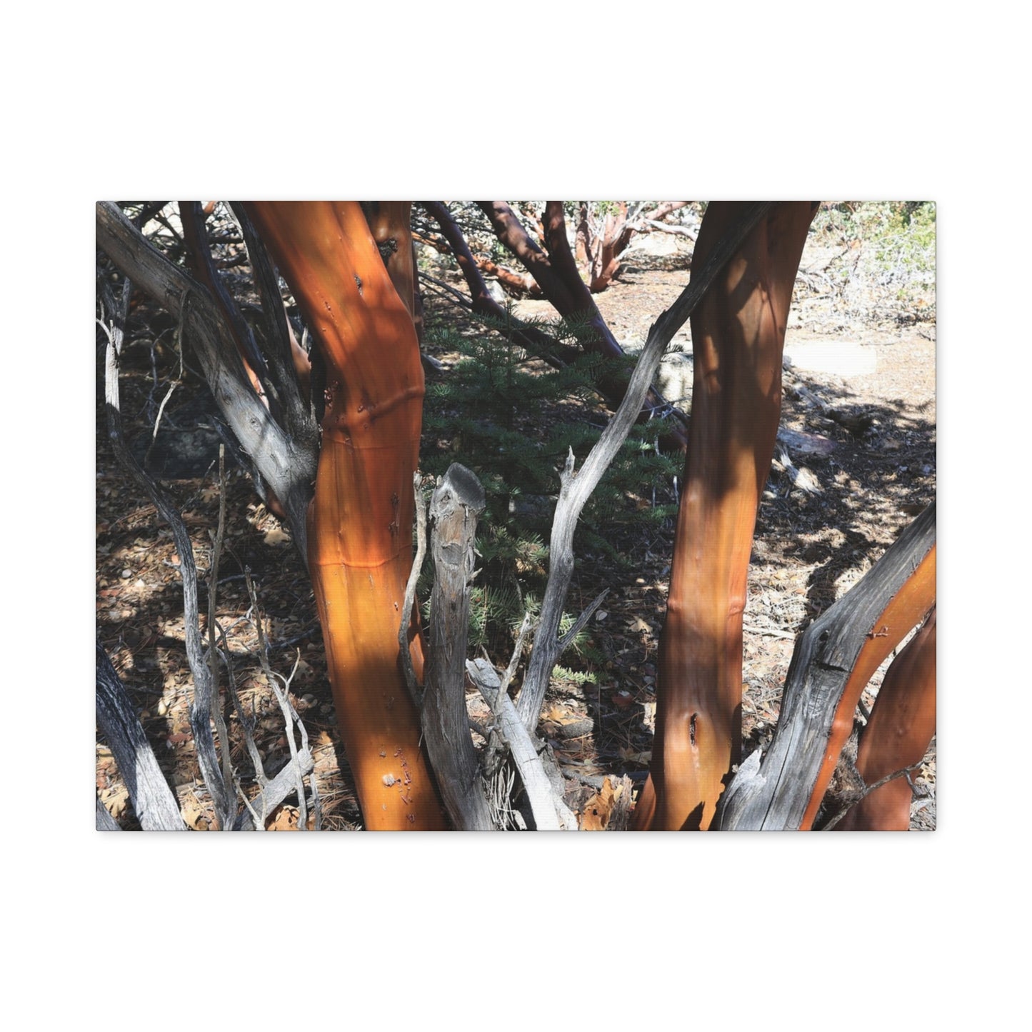 Peeling Bark of Ancient Trees - Unique Frameless Canvas Wall Art