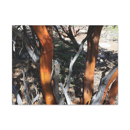 Peeling Bark of Ancient Trees - Unique Frameless Canvas Wall Art