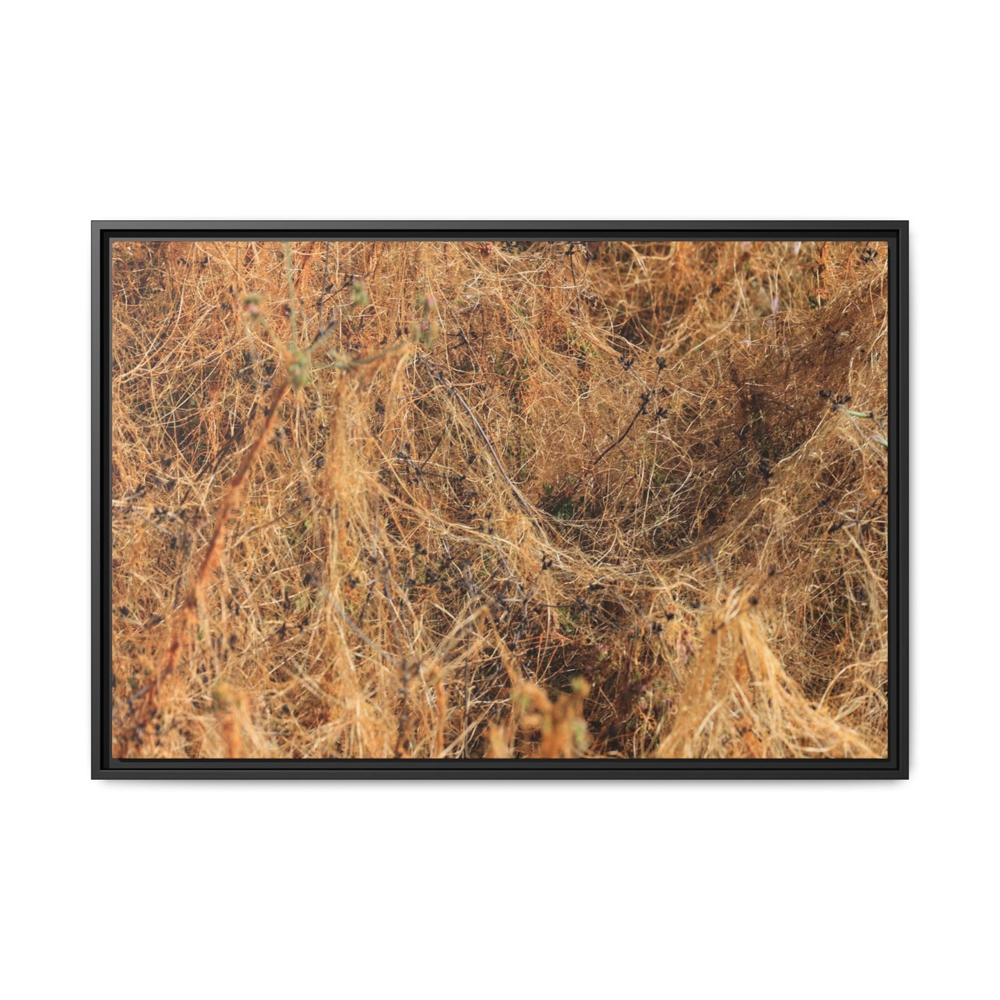 Dried Vegetation Study - Unique Stretched Canvas Wall Art - Art By Earth