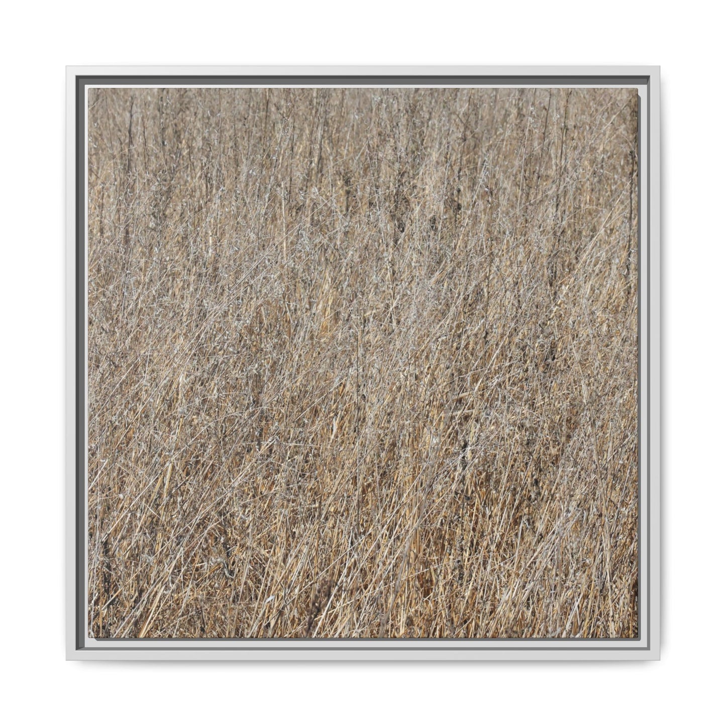 Whispers of Straw - Unique Stretched Canvas Wall Art - Art By Earth