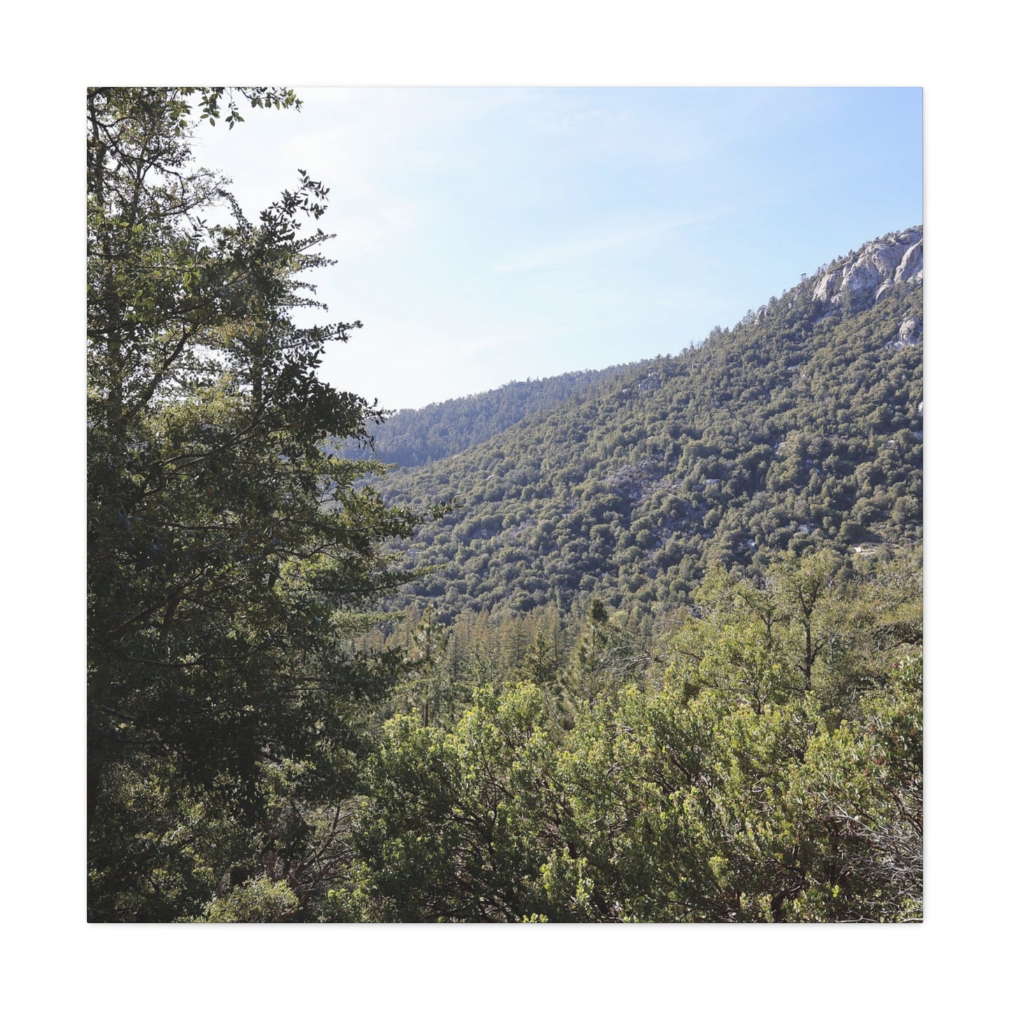 Mountain Vista Through Forest - Unique Frameless Canvas Wall Art